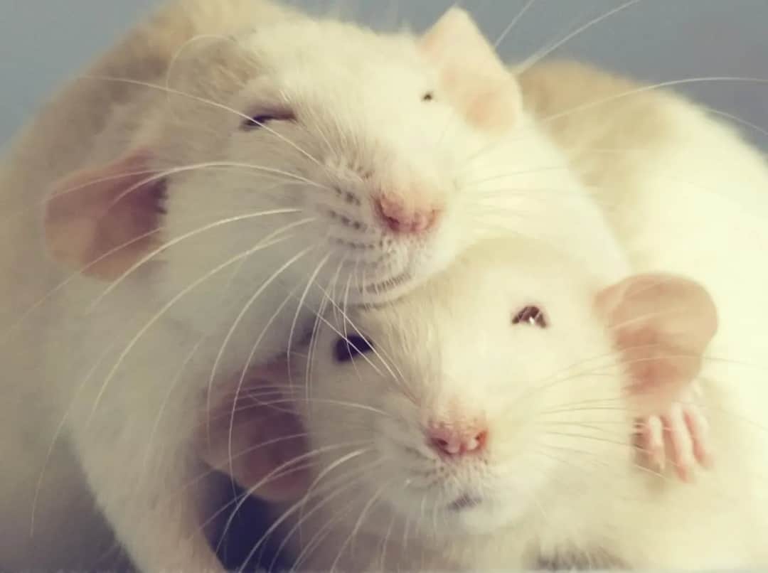 Sen o szczurach i myszach: co oznacza i jak go interpretować